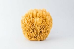 Spugna Barriera Corallina da Bagno 10/11cm - Spugnificio Rosenfeld