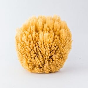 Coral Reef Bath Sponge 10/11cm - Spugnificio Rosenfeld