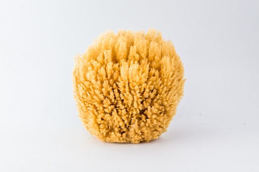 Spugna Barriera Corallina da Bagno 10/11cm - Spugnificio Rosenfeld