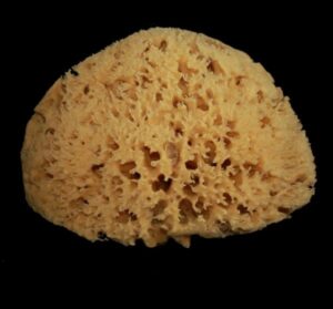 Spugna Extra Arcipelago - Spugnificio Rosenfeld